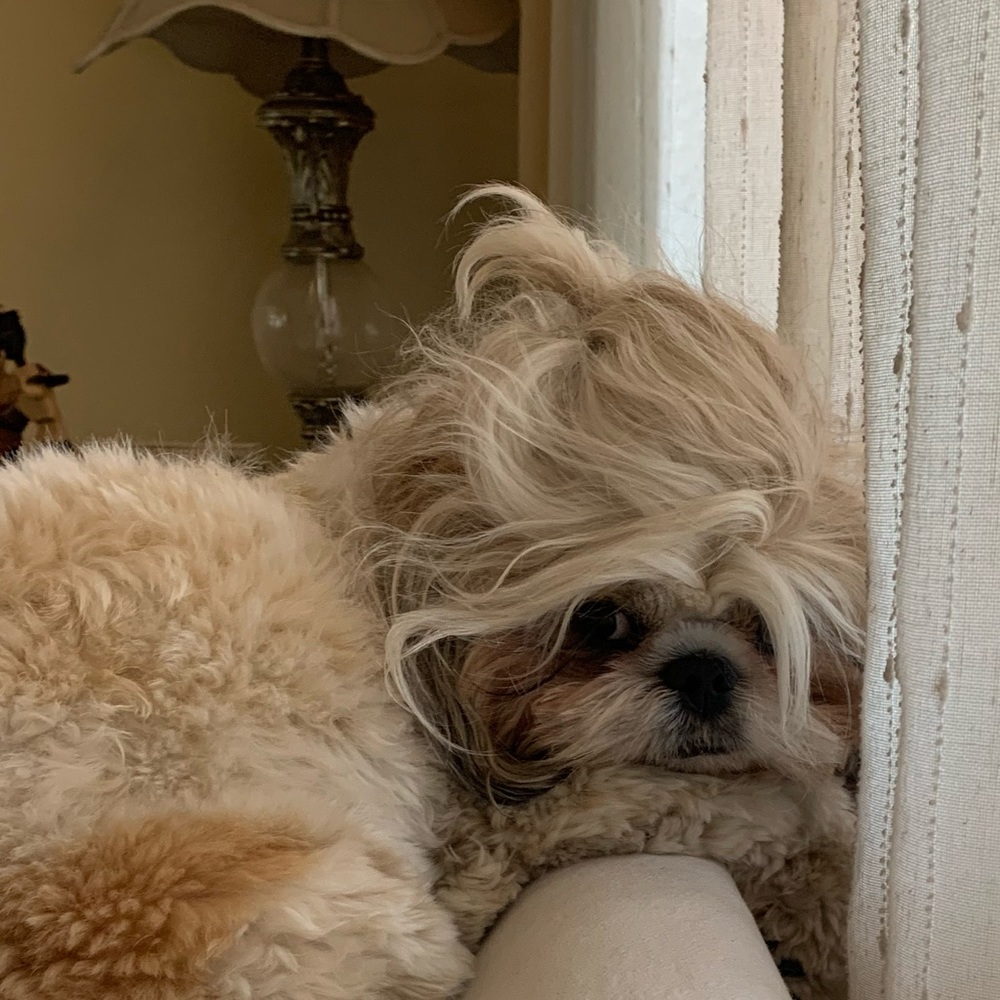 Meet your Posher, Rosa